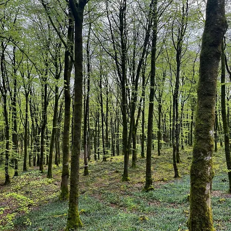 Mullaghmeen Forest *